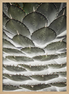 Agave Layers Poster