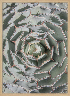 Agave Poster