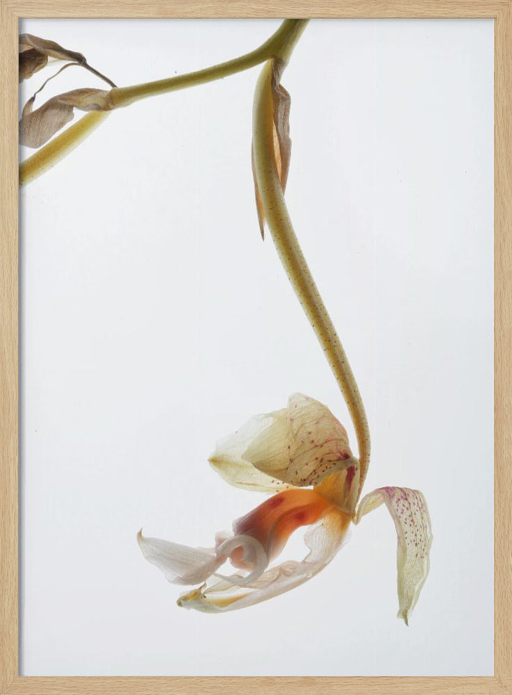 Arch Angle No1 Poster