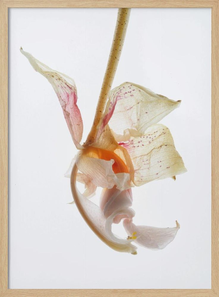 Arch Angle No2 Poster