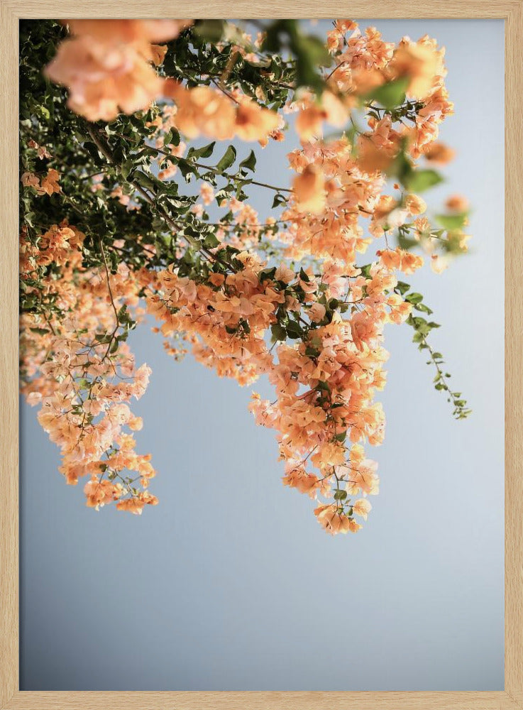 Assos Blooms Poster