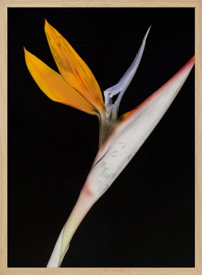 Bird of Paradise Poster