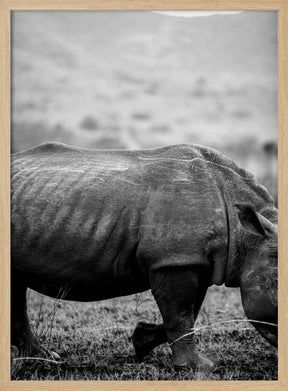 Black Rhino Poster