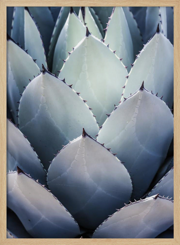 Blue Agave Side Poster