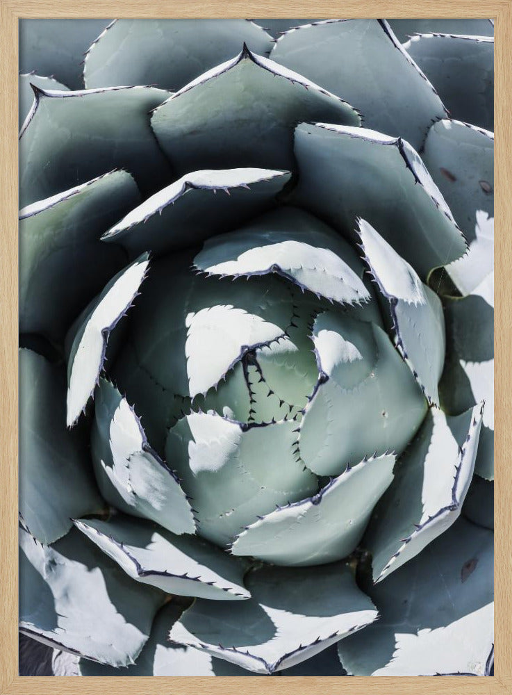 Blue Agave Top Poster