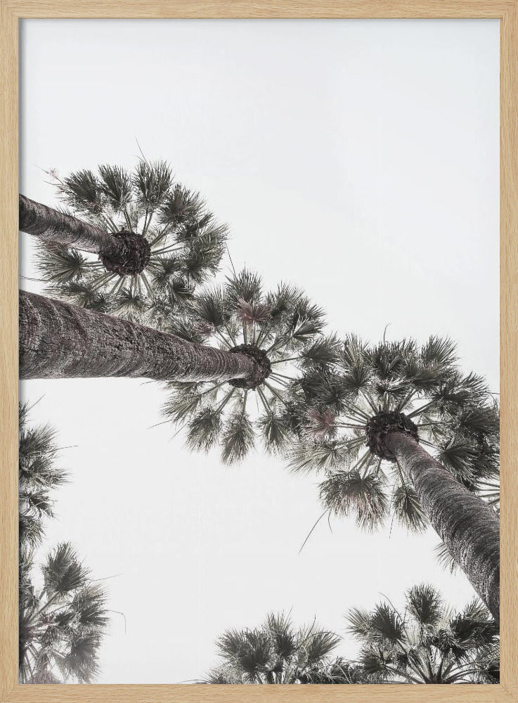 California Palms Poster