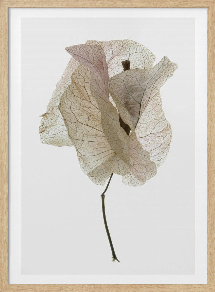 Bougainvillea Study No1 Poster