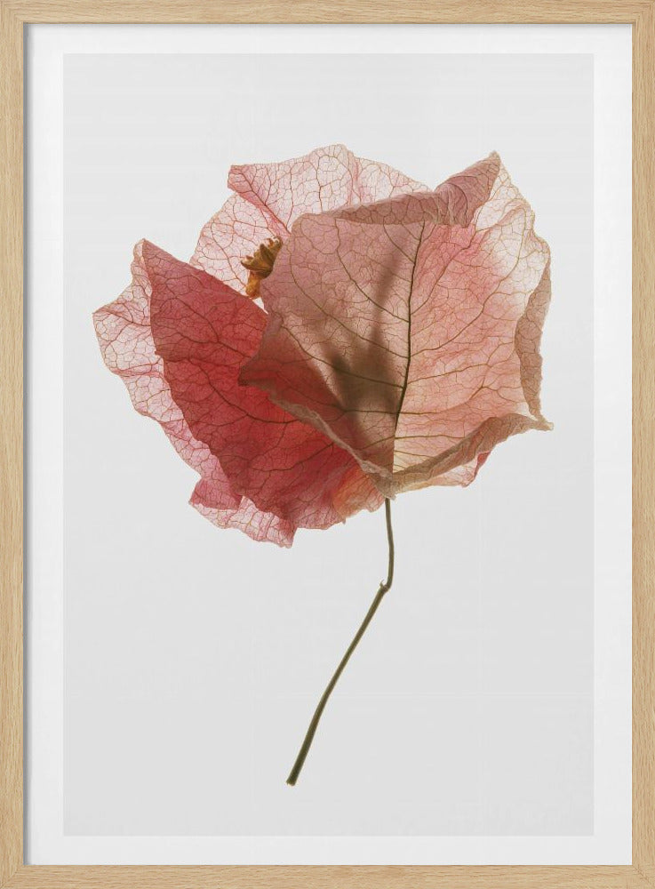 Bougainvillea Study No2 Poster