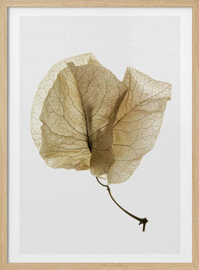 Bougainvillea Study No3 Poster