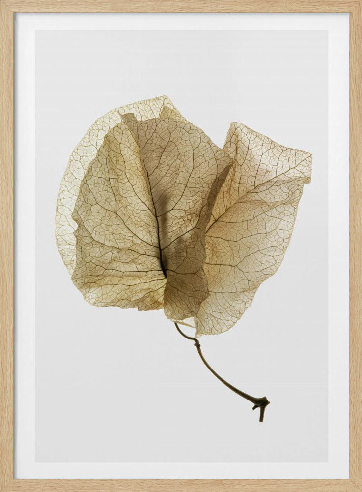 Bougainvillea Study No3 Poster