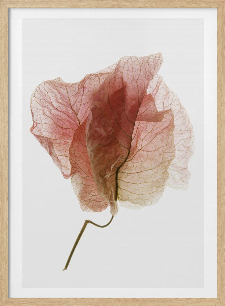 Bougainvillea Study No4 Poster