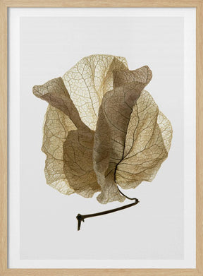 Bougainvillea Study No5 Poster