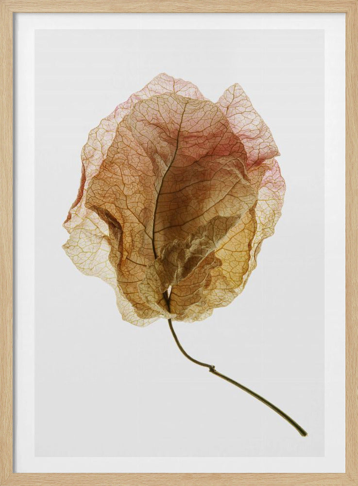 Bougainvillea Study No6 Poster