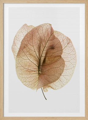 Bougainvillea Study No7 Poster