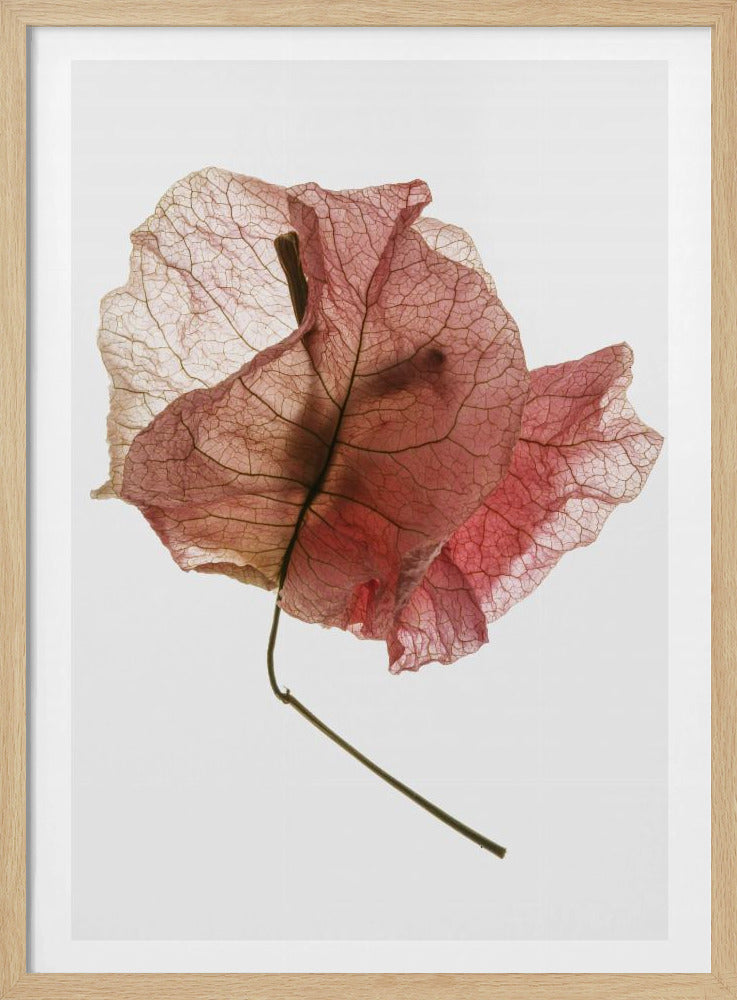 Bougainvillea Study No8 Poster