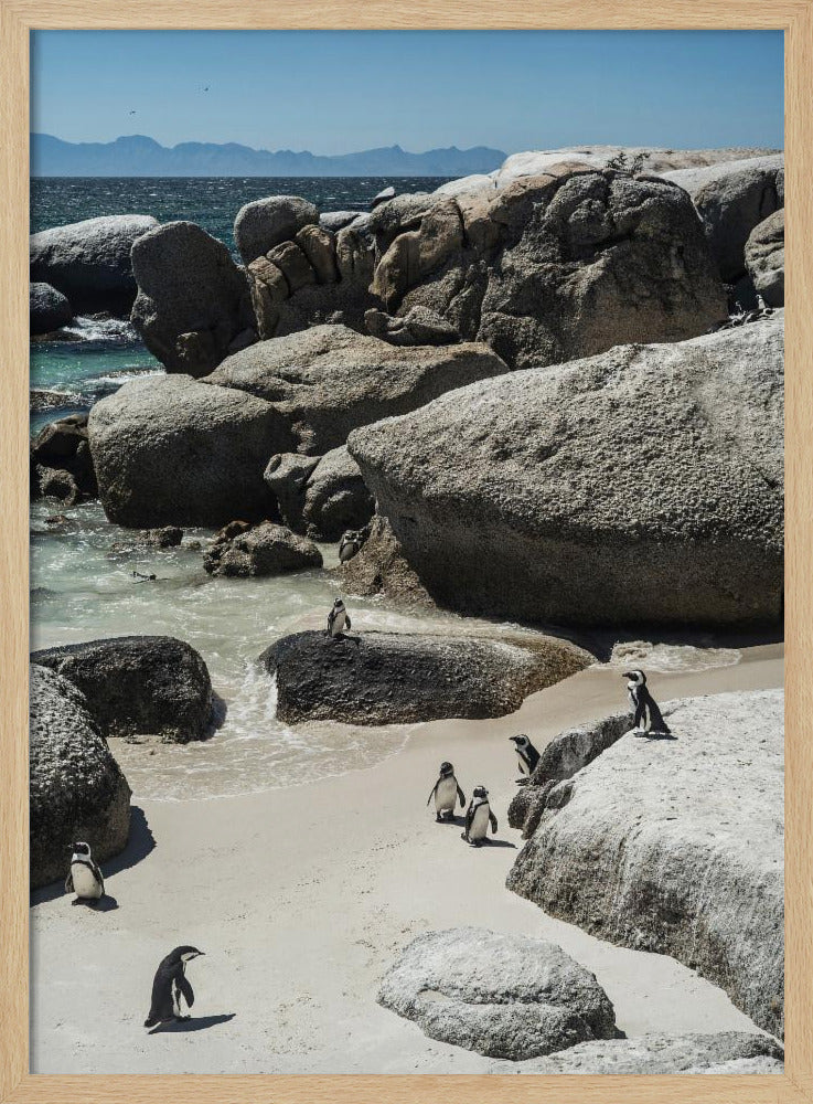 Boulders Beach Poster