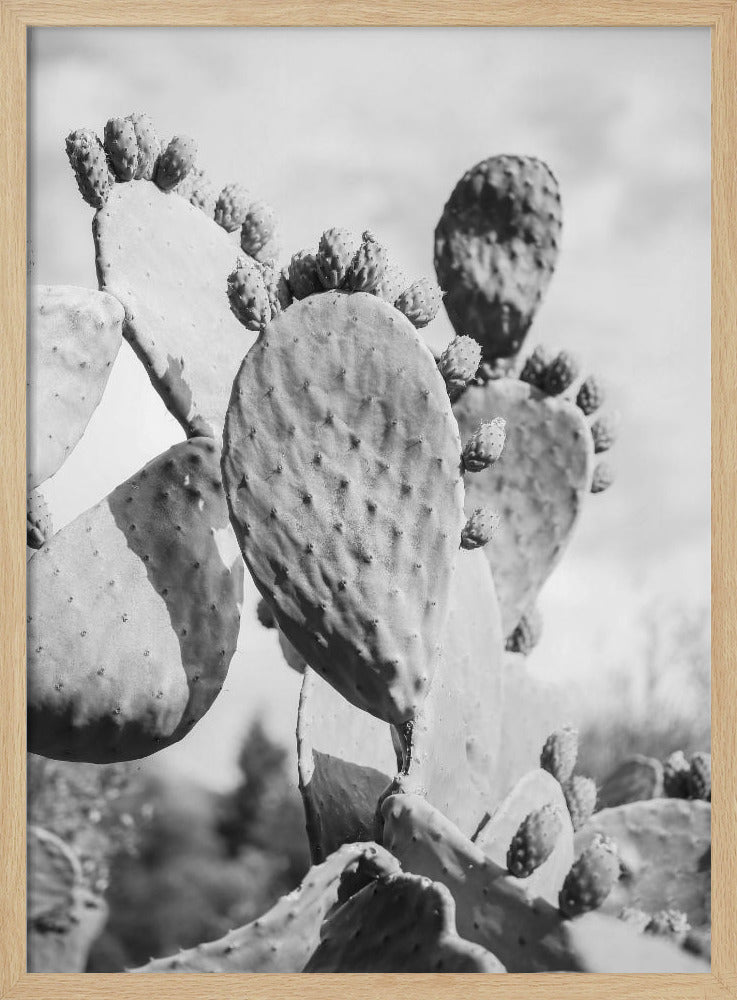 Cacti Cowboy No1 Poster