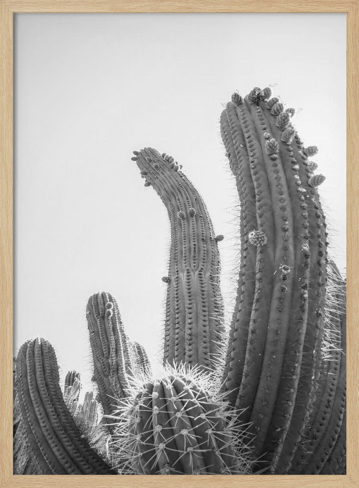 Cactus Poster