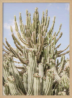 Catus Forest Poster