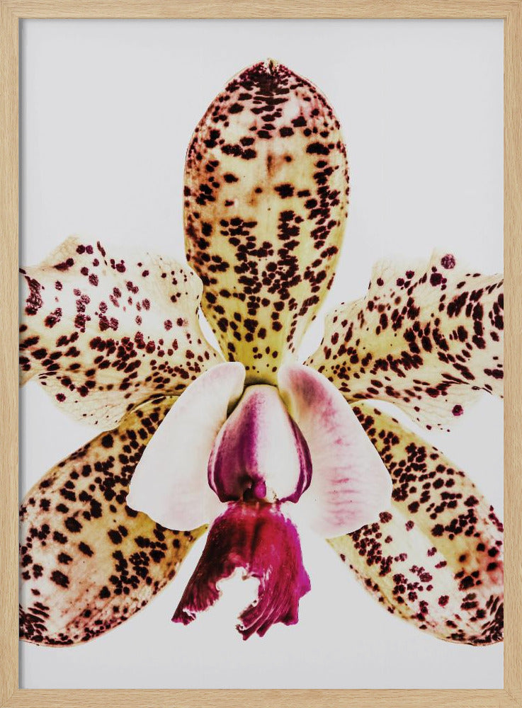 Coral Orchid Poster