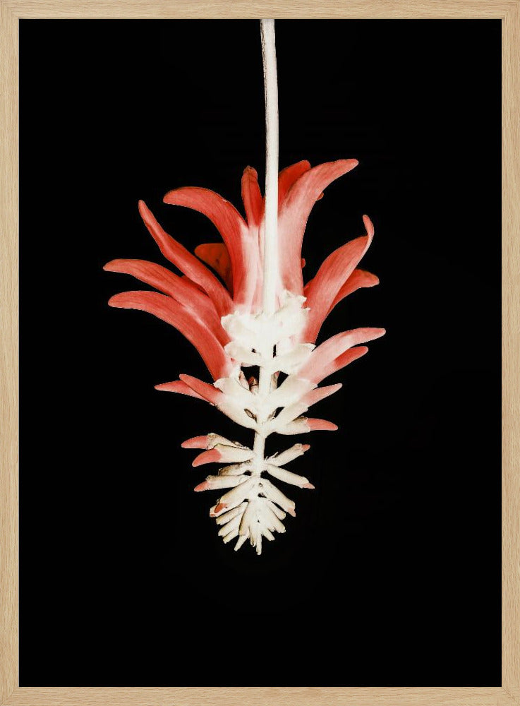 Coral Tree Flower Poster