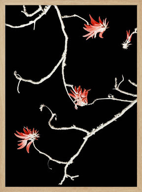 Coral Tree Poster