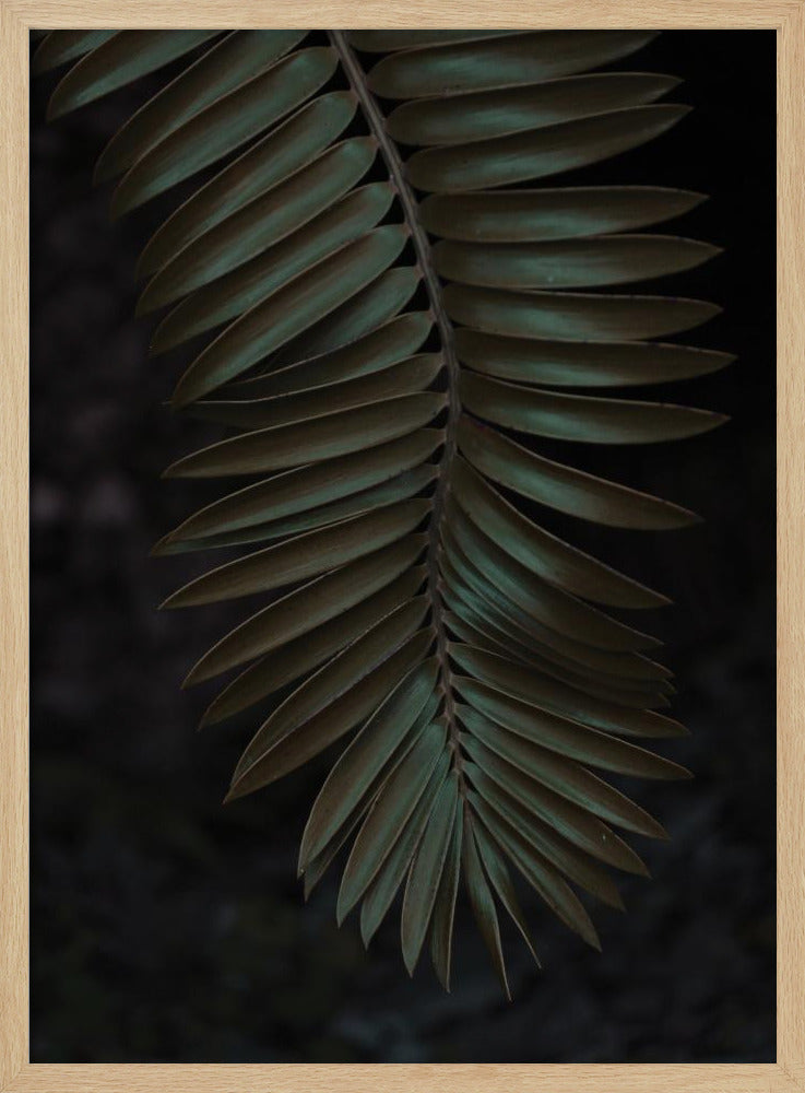 Cycad Poster