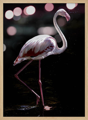 Dancing Flamingo Poster