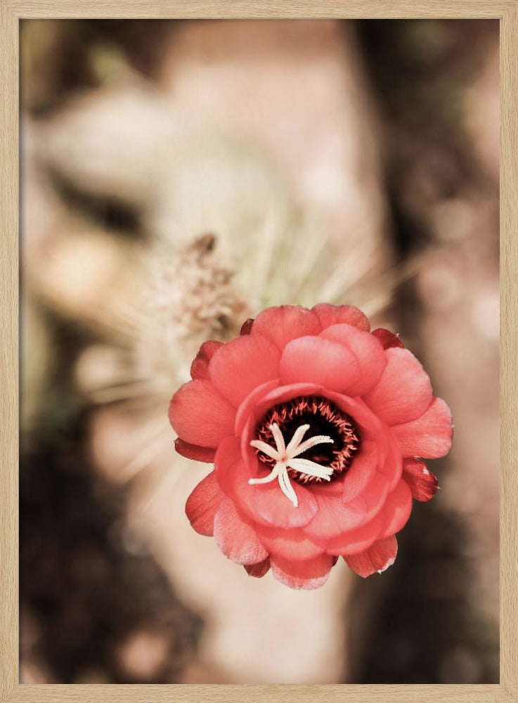 Desert Bloom Poster