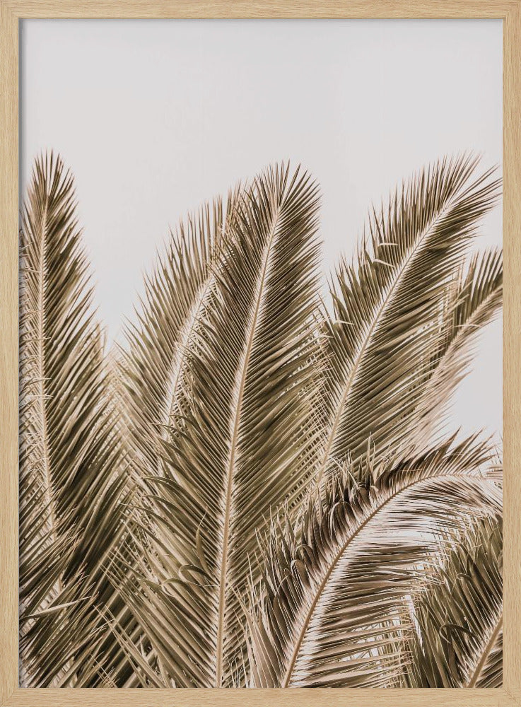 Desert Palm Poster