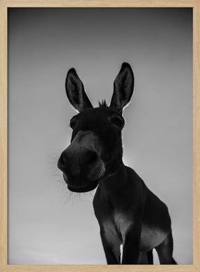 Donks Poster