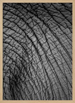 Elephant Study No2 Poster