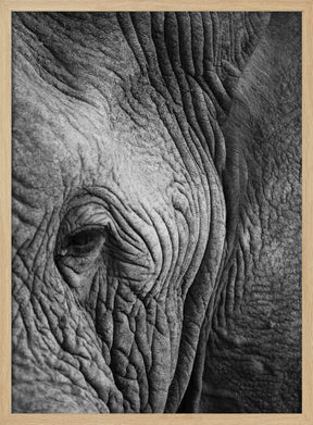 Elephant Study Poster