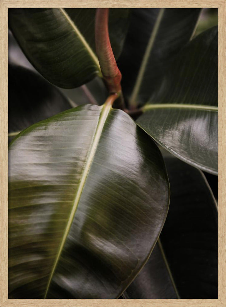 Ficus Bubu Poster