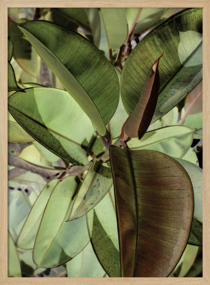 Ficus Elastica Poster