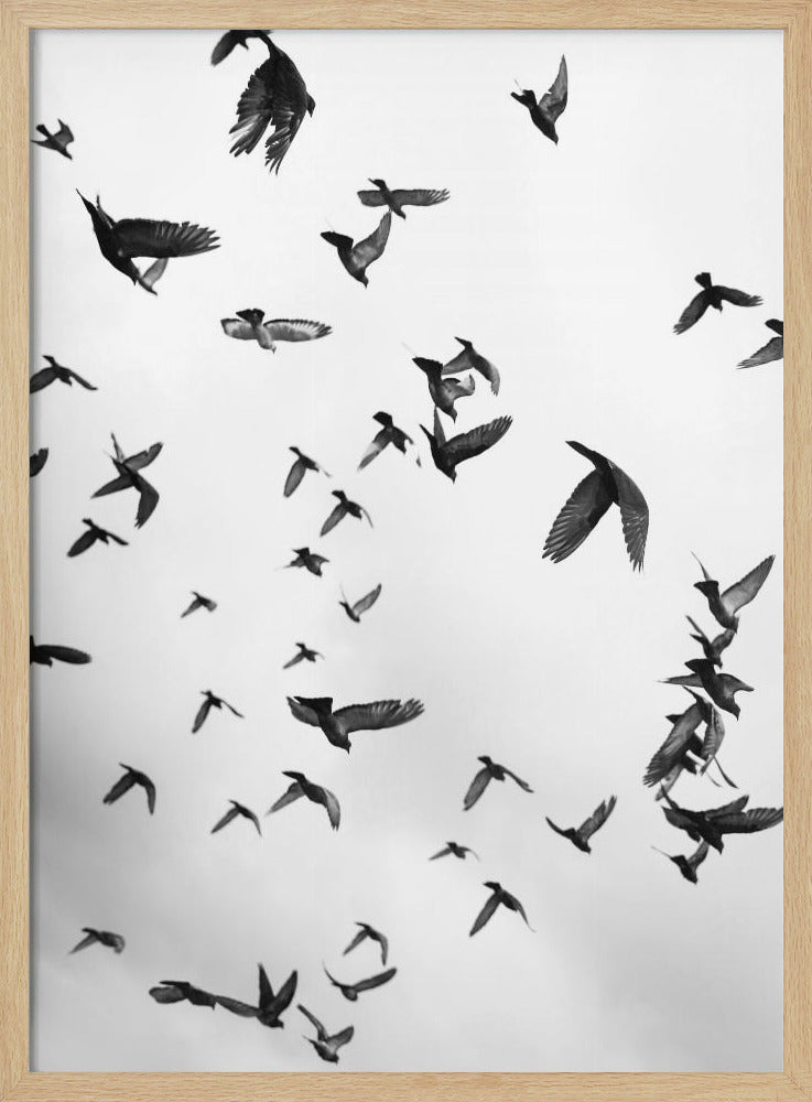 Flight &amp; Freedom No5 Poster