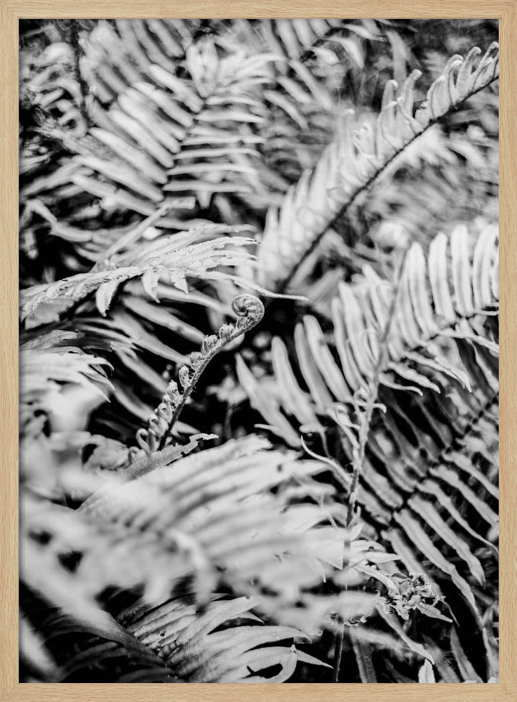 Forest Fern Poster