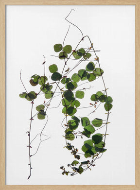 Herbarium 03 Poster