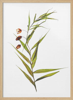 Herbarium 04 Poster