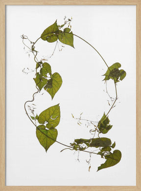 Herbarium 05 Poster