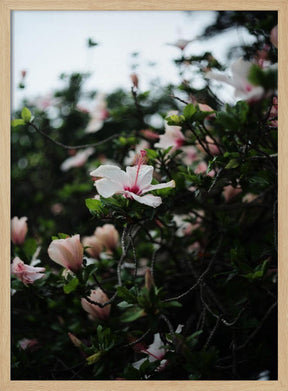 Hibiscus 01 Poster