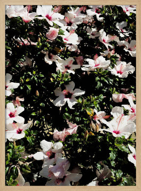 Hibiscus 02 Poster