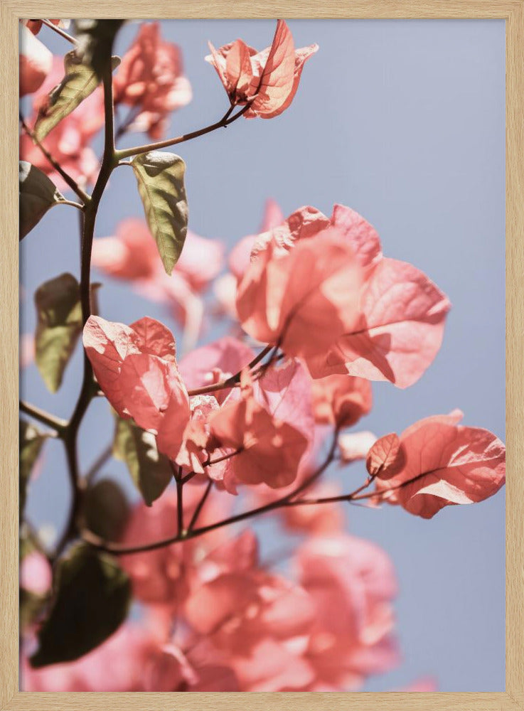 Island Bloom 02 Poster