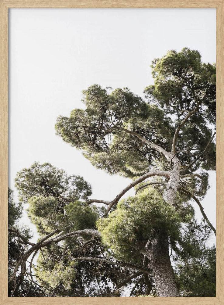 Japanese Garden 01 Poster