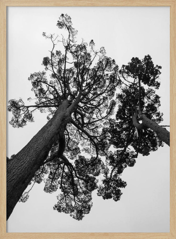 Japanese Garden 02 Poster