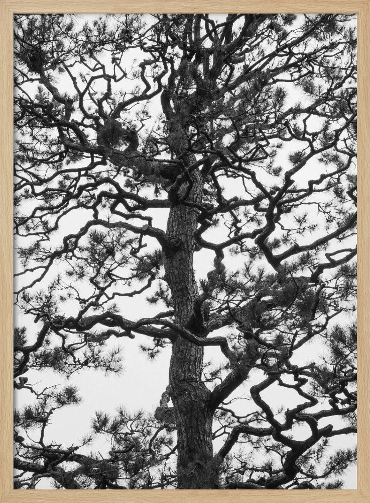 Japanese Garden 03 Poster