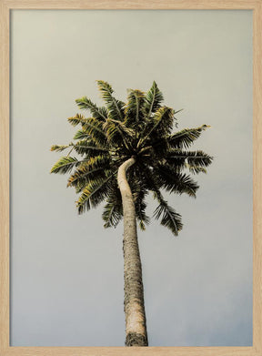 King Palm Poster