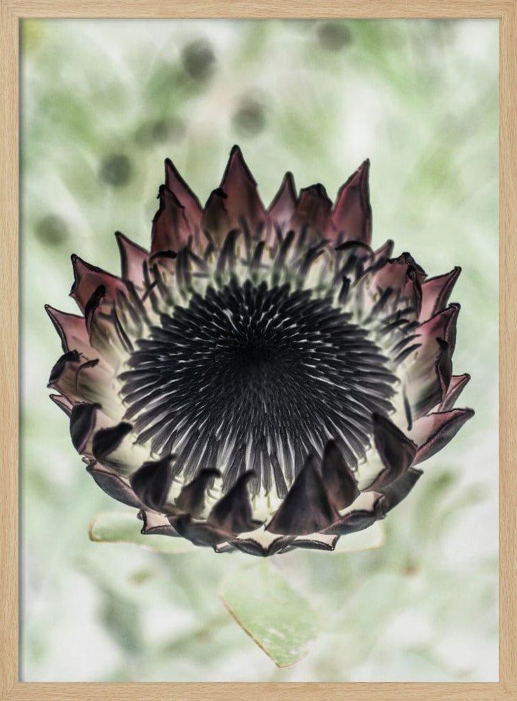 King Protea 02 Poster