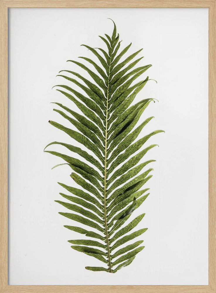 Leaf Study 01 Poster