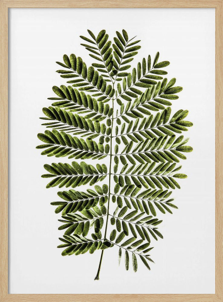 Leaf Study 02 Poster